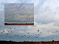 Follow the Leader _ (182)